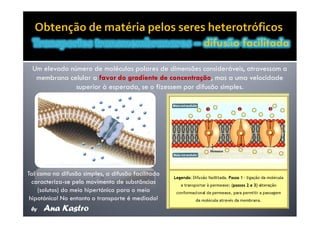 Movimentos Transmembranares