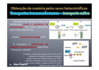 Movimentos Transmembranares