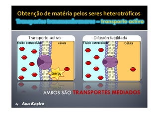 Movimentos Transmembranares