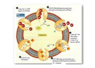 Movimentos Transmembranares