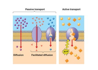 Movimentos Transmembranares