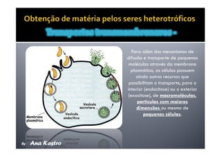 Movimentos Transmembranares