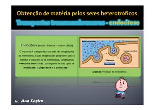 Movimentos Transmembranares