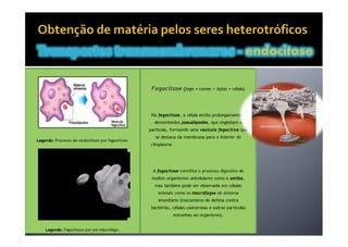 Movimentos Transmembranares