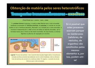 Movimentos Transmembranares