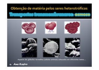 Movimentos Transmembranares