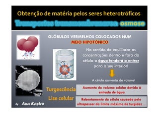 Movimentos Transmembranares