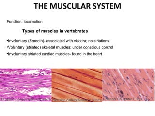 THE MUSCULAR SYSTEM ,[object Object],[object Object],[object Object],[object Object],[object Object],[object Object],[object Object]