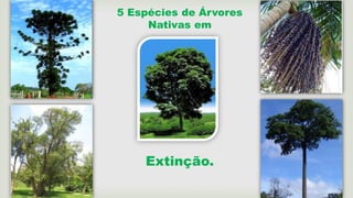 5 Espécies de Árvores
Nativas em
Extinção.
 
