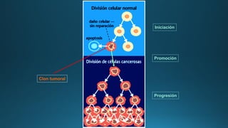 Clon tumoral
Iniciación
Progresión
Promoción
 