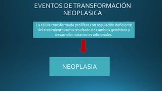 La célula transformada prolifera con regulación deficiente
del crecimiento como resultado de cambios genéticos y
desarrolla mutaciones adicionales.
NEOPLASIA
 