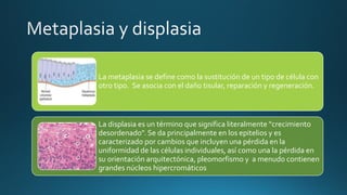 La metaplasia se define como la sustitución de un tipo de célula con
otro tipo. Se asocia con el daño tisular, reparación y regeneración.
La displasia es un término que significa literalmente “crecimiento
desordenado". Se da principalmente en los epitelios y es
caracterizado por cambios que incluyen una pérdida en la
uniformidad de las células individuales, así como una la pérdida en
su orientación arquitectónica, pleomorfismo y a menudo contienen
grandes núcleos hipercromáticos
 