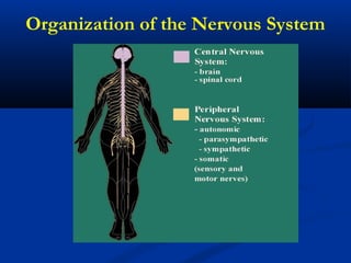 Organization of the Nervous System
 