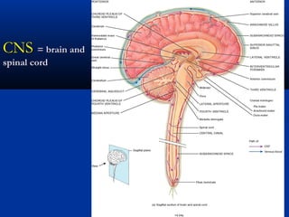 CNSCNS = brain and= brain and
spinal cordspinal cord
 