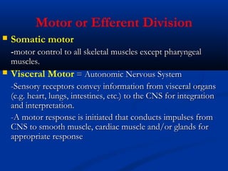 Motor or Efferent Division
 Somatic motor
--motor control to all skeletal muscles except pharyngealmotor control to all skeletal muscles except pharyngeal
muscles.muscles.
 Visceral Motor = Autonomic Nervous System= Autonomic Nervous System
-Sensory receptors convey information from visceral organs-Sensory receptors convey information from visceral organs
(e.g. heart, lungs, intestines, etc.) to the CNS for integration(e.g. heart, lungs, intestines, etc.) to the CNS for integration
and interpretation.and interpretation.
-A motor response is initiated that conducts impulses from-A motor response is initiated that conducts impulses from
CNS to smooth muscle, cardiac muscle and/or glands forCNS to smooth muscle, cardiac muscle and/or glands for
appropriate responseappropriate response
 