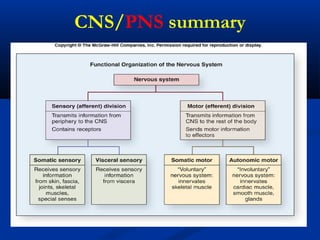 CNS/PNS summary
 