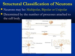 Structural Classification of Neurons
 Neurons may be: Multipolar, Bipolar or Unipolar
 Determined by the number of processes attached to
the cell body
 