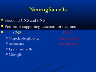 Neuroglia cells
 Found in CNS and PNS
 Perform a supporting function for neurons
 CNS PNS
 Oligodendrogliocytes Schwann cells
 Astrocytes Satellite cells
 Ependymal cells
 Microglia
 