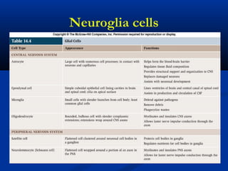 Neuroglia cells
 