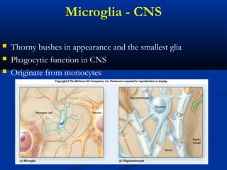 Microglia - CNS
 Thorny bushes in appearance and the smallest glia
 Phagocytic function in CNS
 Originate from monocytes
 