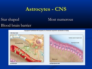 Astrocytes - CNS
Star shapedStar shaped Most numerousMost numerous
Blood brain barrierBlood brain barrier
 