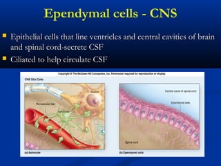 Ependymal cells - CNS
 Epithelial cells that line ventricles and central cavities of brainEpithelial cells that line ventricles and central cavities of brain
and spinal cord-secrete CSFand spinal cord-secrete CSF
 Ciliated to help circulate CSFCiliated to help circulate CSF
 