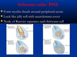 Schwann cells- PNS
 Form myelin sheath around peripheral axonsForm myelin sheath around peripheral axons
 Look like jelly roll with neurolemma coverLook like jelly roll with neurolemma cover
 Node of Ranvier separates each Schwann cellNode of Ranvier separates each Schwann cell
 