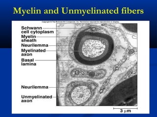 Myelin and Unmyelinated fibers
 