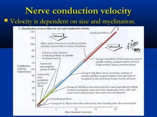 Nerve conduction velocityNerve conduction velocity
 Velocity is dependent on size and myelination.Velocity is dependent on size and myelination.
 