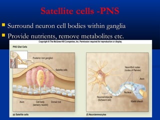 Satellite cells -PNS
 Surround neuron cell bodies within gangliaSurround neuron cell bodies within ganglia
 Provide nutrients, remove metabolites etc.Provide nutrients, remove metabolites etc.
 