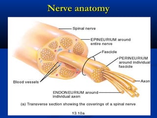 Nerve anatomyNerve anatomy
 