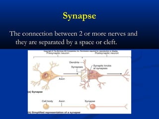 Synapse
The connection between 2 or more nerves andThe connection between 2 or more nerves and
they are separated by a space or cleft.they are separated by a space or cleft.
 