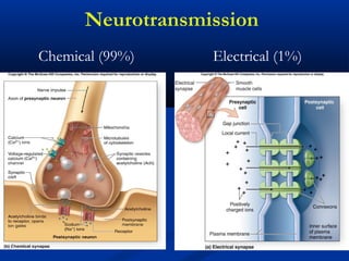 Neurotransmission
Chemical (99%) Electrical (1%)
 