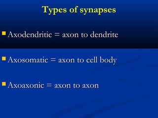 Types of synapses
 Axodendritic = axon to dendriteAxodendritic = axon to dendrite
 Axosomatic = axon to cell bodyAxosomatic = axon to cell body
 Axoaxonic = axon to axonAxoaxonic = axon to axon
 