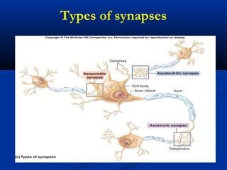 Types of synapses
 