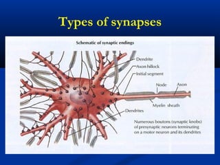 Types of synapses
 