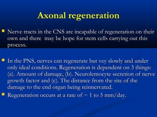 Axonal regeneration
 Nerve tracts in the CNS are incapable of regeneration on theirNerve tracts in the CNS are incapable of regeneration on their
own and there may be hope for stem cells carrying out thisown and there may be hope for stem cells carrying out this
process.process.
 In the PNS, nerves can regenerate but vey slowly and underIn the PNS, nerves can regenerate but vey slowly and under
only ideal conditions. Regeneration is dependent on 3 things:only ideal conditions. Regeneration is dependent on 3 things:
(a). Amount of damage, (b). Neurolemocyte secretion of nerve(a). Amount of damage, (b). Neurolemocyte secretion of nerve
growth factor and (c). The distance from the site of thegrowth factor and (c). The distance from the site of the
damage to the end organ being reinnervated.damage to the end organ being reinnervated.
 Regeneration occurs at a rate of ~ 1 to 5 mm/day.Regeneration occurs at a rate of ~ 1 to 5 mm/day.
 