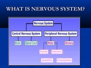 WHAT IS NERVOUS SYSTEM?WHAT IS NERVOUS SYSTEM?
 