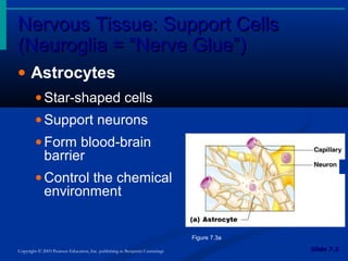 Nervous Tissue: Support CellsNervous Tissue: Support Cells
(Neuroglia = “Nerve Glue”)(Neuroglia = “Nerve Glue”)
Slide 7.5Slide 7.5Copyright © 2003 Pearson Education, Inc. publishing as Benjamin Cummings
• Astrocytes
• Star-shaped cells
• Support neurons
• Form blood-brain
barrier
• Control the chemical
environment
Figure 7.3a
 