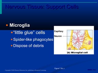 Nervous Tissue: Support CellsNervous Tissue: Support Cells
Slide 7.6Slide 7.6Copyright © 2003 Pearson Education, Inc. publishing as Benjamin Cummings
• Microglia
•“little glue” cells
• Spider-like phagocytes
• Dispose of debris
Figure 7.3b, c
 