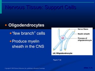Nervous Tissue: Support CellsNervous Tissue: Support Cells
Slide 7.7aSlide 7.7aCopyright © 2003 Pearson Education, Inc. publishing as Benjamin Cummings
• Oligodendrocytes
•“few branch” cells
•Produce myelin
sheath in the CNS
Figure 7.3d
 