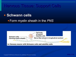 Nervous Tissue: Support CellsNervous Tissue: Support Cells
Slide 7.7bSlide 7.7bCopyright © 2003 Pearson Education, Inc. publishing as Benjamin Cummings
• Schwann cells
•Form myelin sheath in the PNS
Figure 7.3e
 
