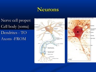 NeuronsNeurons
Nerve cell proper:Nerve cell proper:
Cell body (soma)Cell body (soma)
Dendrites - TODendrites - TO
Axons -FROMAxons -FROM
 