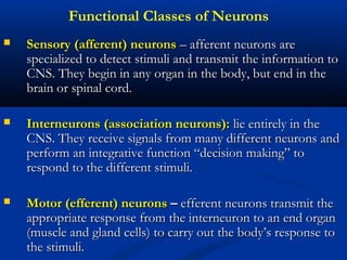 Functional Classes of Neurons
 Sensory (afferent) neuronsSensory (afferent) neurons – afferent neurons are– afferent neurons are
specialized to detect stimuli and transmit the information tospecialized to detect stimuli and transmit the information to
CNS. They begin in any organ in the body, but end in theCNS. They begin in any organ in the body, but end in the
brain or spinal cord.brain or spinal cord.
 Interneurons (association neurons):Interneurons (association neurons): lie entirely in thelie entirely in the
CNS. They receive signals from many different neurons andCNS. They receive signals from many different neurons and
perform an integrative function “decision making” toperform an integrative function “decision making” to
respond to the different stimuli.respond to the different stimuli.
 Motor (efferent) neuronsMotor (efferent) neurons –– efferent neurons transmit theefferent neurons transmit the
appropriate response from the interneuron to an end organappropriate response from the interneuron to an end organ
(muscle and gland cells) to carry out the body’s response to(muscle and gland cells) to carry out the body’s response to
the stimuli.the stimuli.
 