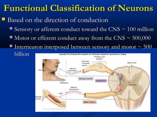 Functional Classification of NeuronsFunctional Classification of Neurons
 Based on the direction of conductionBased on the direction of conduction
 Sensory or afferent conduct toward the CNS ~ 100 millionSensory or afferent conduct toward the CNS ~ 100 million
 Motor or efferent conduct away from the CNS ~ 500,000Motor or efferent conduct away from the CNS ~ 500,000
 Interneuron interposed between sensory and motor ~ 500Interneuron interposed between sensory and motor ~ 500
billionbillion
 