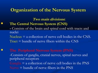 Organization of the Nervous System
Two main divisions:
 The Central Nervous System (CNS)
- Consists of the brain and spinal cord with tracts and
nuclei
Nucleus = a collection of nerve cell bodies in the CNS.
Tract = bundle of nerve fibers within the CNS
 The Peripheral Nervous System (PNS)
-Consists of ganglia, cranial nerves, spinal nerves and
peripheral receptors
Ganglia = a collection of nerve cell bodies in the PNS
Nerve = bundle of nerve fibers in the PNS
 