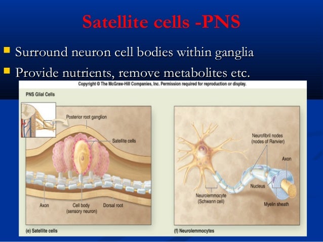function of free nerve endings in skin function of free nerve endings in skin