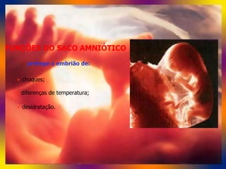 5. nidação, embrião e feto