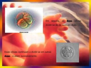 5. nidação, embrião e feto