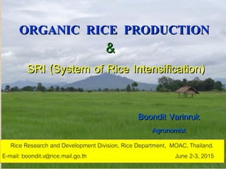 ORGANIC RICE PRODUCTION
Boondit Varinruk
Agronomist
Rice Research and Development Division, Rice Department, MOAC, Thailand.
E-mail: boondit.v@rice.mail.go.th June 2-3, 2015
SRI (System of Rice Intensification)
&
 